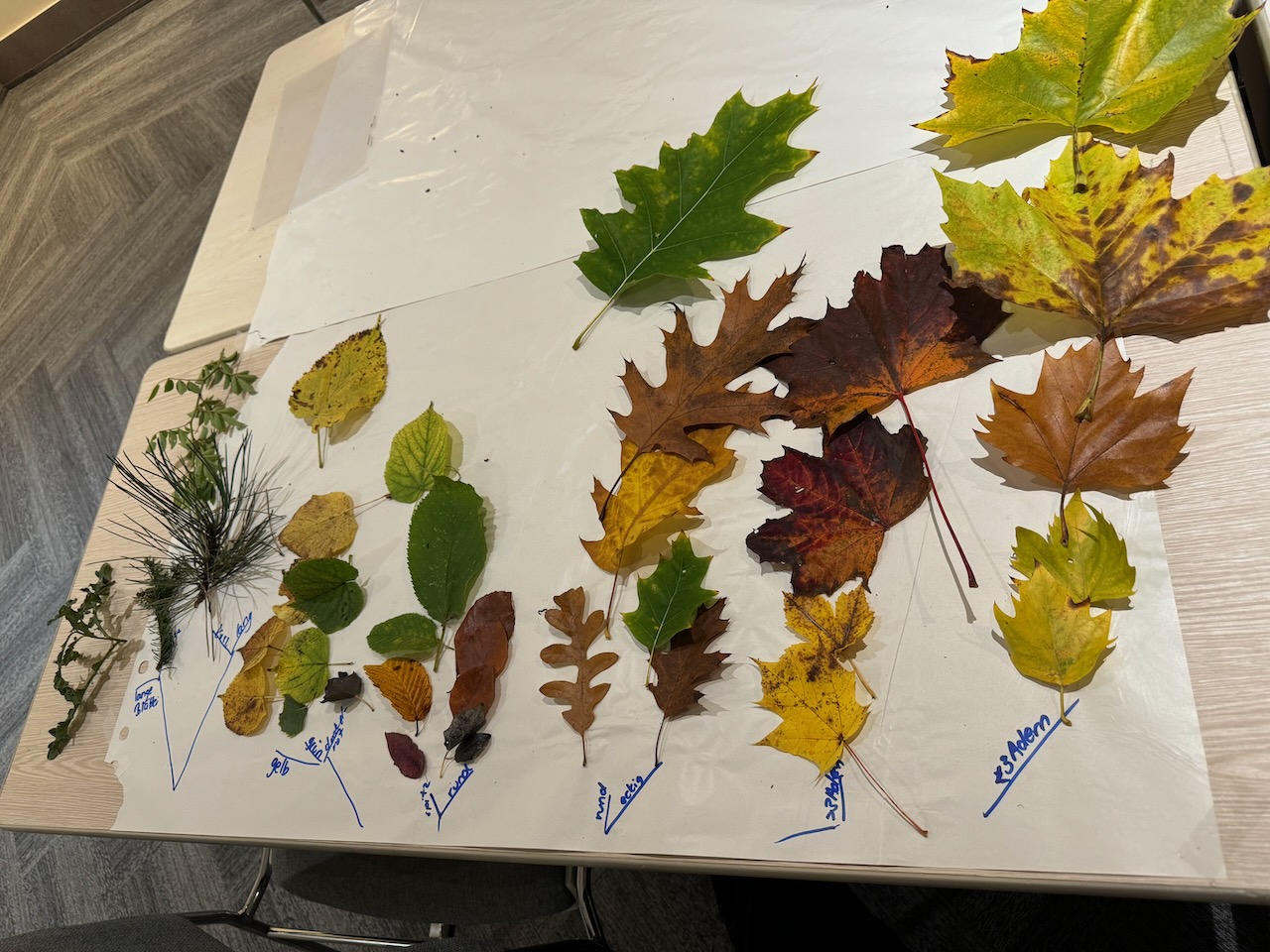 Luxembourgish Teachers Experiment with Orange in Nature